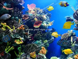 عکس با کیفیت آسمان مجازی آکواریوم با صخره ای مرجانی با انواع مرجان و ماهی های زیبای رنگارنگ