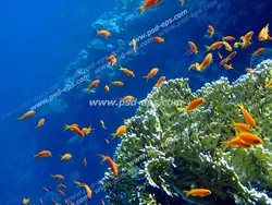 عکس با کیفیت ماهی های قرمز کوچک در حال شنا در میان مرجان های قیطانی سفید رنگ مناسب آسمان مجازی آکواریوم