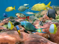 عکس با کیفیت آسمان مجازی آکواریوم با نمایی از شنای ماهی های رنگارنگ پولک دار و راه راه در میان جزایر مرجان های سخت