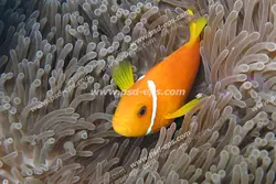 عکس با کیفیت ماهی نارنجی رنگ با باله های زرد در میان صخره های مرجانی سفید رنگ مناسب آسمان مجازی آکواریوم