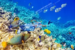 عکس با کیفیت آسمان مجازی آکواریوم با صخره مرجانی پر از ماهی های کوچک