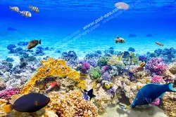 عکس با کیفیت صخره های مرجانی با انواع مرجان های قیطانی و سنگی و ماهی های رنگارنگ مناسب آسمان مجازی آکواریوم