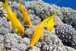 عکس با کیفیت آسمان مجازی آکواریوم با نمایی از ماهی های طلایی در حال تغذیه در میان سنگ های مرجانی سفید