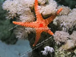 عکس با کیفیت آسمان مجازی آکواریوم با نمایی از ستاره دریایی زیبا در میان سنگ مرجان ماهیتی به رنگ سفید