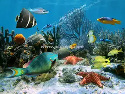 عکس با کیفیت صخره مرجانی پر از مرجان های قیطانی و ستاره های دریایی و ماهی های رنگارنگ مناسب آسمان مجازی آکواریوم