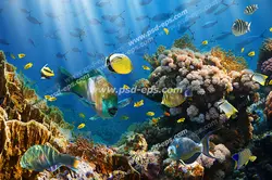 عکس با کیفیت آسمان مجازی آکواریوم با نمایی از ماهی های رنگارنگ و راه راه در کنار مرجان های قیطانی و نرم با رنگ های مختلف