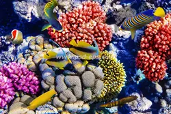 عکس با کیفیت آسمان مجازی آکواریوم با نمایی از ماهی های مختلف راه راه و رنگارنگ در کف آبهای نیلگون دریا