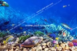 عکس با کیفیت ماهی های رنگارنگ خال خالی و خط دار مناسب در آب های نیلگون دریا آسمان مجازی آکواریوم