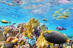 عکس با کیفیت آسمان مجازی آکواریوم با نمایی از آبهای کم عمق و زلال با ماهی های مختلف و مرجان های زیبا