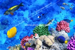 عکس با کیفیت نمای بالا از ماهی ها و مرجان ها بر روی صخره در میان آب های نیلی دریا مناسب آسمان مجازی آکواریوم