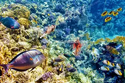 عکس با کیفیت آسمان مجازی آکواریوم با طرح شنای ماهی ها در کنار صخره های پر از مرجان و جلبک