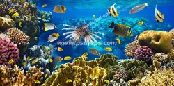عکس با کیفیت ماهی های مختلف کوچک و بزرگ در حال شنا در کف اقیانوس در کنار مرجان های گوناگون مناسب برای آسمان مجازی آکواریوم