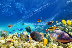 عکس با کیفیت آسمان مجازی آکواریوم با نمایی تماشایی از کف اقیانوس به همراه مرجان ها و ماهی های مختلف رنگارنگ