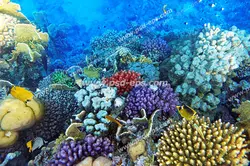 عکس با کیفیت نمایی زیبا از کف دریا یا اقیانوس با انواع مرجان های زیبا در رنگها و سایز های مختلف مناسب آسمان مجازی آکواریوم