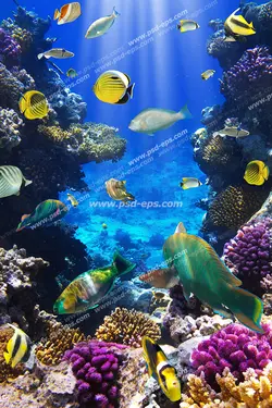 عکس با کیفیت آسمان مجازی آکواریوم با طرح شنای ماهی های زیبا و کوچک در میان مرجان ها در کف دریا