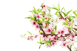 عکس با کیفیت آسمان مجازی یا طرح زیبا برای تایل سقف کاذب طرح شکوفه های درخت هلو بر روی شاخه زمینه سفید