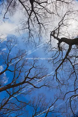 عکس با کیفیت آسمان مجازی یا طرح زیبا برای تایل سقف کاذب طرح درختانی با شاخه های خشک بدون برگ با زمینه آسمان آبی همراه با تکه های ابر