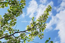 عکس با کیفیت آسمان مجازی یا طرح زیبا برای تایل سقف کاذب طرح شاخه های بلند درخت سیب همراه با برگ های سبز و شکوفه های سفید زیبا