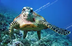 عکس با کیفیت آسمان مجازی آکواریوم با نمای روبرو از لاک پشت زیبای خال خالی در زیر آب دریا