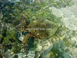 عکس با کیفیت شنای لاک پشت یا لاک سنگی زیبا در نزدیک ساحل مناسب آسمان مجازی آکواریوم