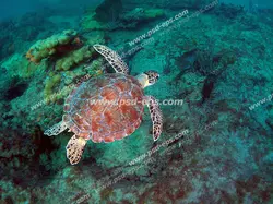 عکس با کیفیت آسمان مجازی آکواریوم با طرح شنای لاک پشت قهوه ای و خال خالی درون دریا