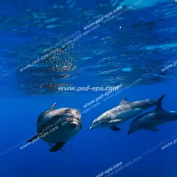 عکس با کیفیت آسمان مجازی آکواریوم با طرح شنای خانواده دلفین های طوسی رنگ در زیر آب