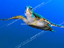 عکس با کیفیت آسمان مجازی آکواریوم شنای لاک پشت خال خالی زیبا در آب های دریا یا اقیانوس