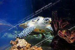 عکس با کیفیت آسمان مجازی آکواریوم از لاک پشت خال خالی زیبا در کنار صخره ها و مرجان های کف دریا