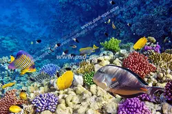 عکس با کیفیت آسمان مجازی آکواریوم کف دریا پر از مرجان و ماهی های رنگارنگ و کوچک