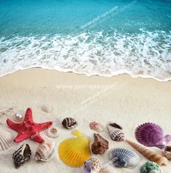 عکس با کیفیت آسمان مجازی آکواریوم از ساحل زیبای دریا پر از صدف های متنوع رنگارنگ و ستاره دریایی