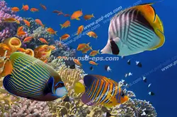 عکس با کیفیت نمای نزدیک از ماهی های کف اقیانوس مناسب آسمان مجازی آکواریوم