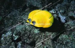 عکس با کیفیت دو ماهی کوچک زرد رنگ در کف دریا یا اقیانوس مناسب آسمان مجازی آکواریوم