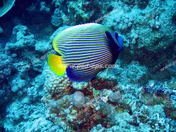 عکس با کیفیت ماهی کوچک آبی رنگ در کف اقیانوس پر از جلبک مناسب آسمان مجازی آکواریوم