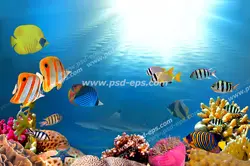 عکس با کیفیت کف اقیانوس پر از مرجان و ماهی های رنگارنگ آسمان مجازی آکواریوم