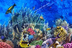 عکس با کیفیت آسمان مجازی آکواریوم با طرح مرجان های دریایی و ماهی های رنگارنگ