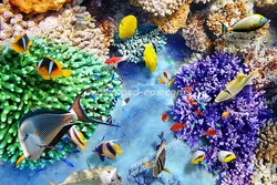 عکس با کیفیت آسمان مجازی آکواریوم پر از ماهی های کوچک کف دریا یا اقیانوس در کنار مرجان های زیبای رنگارنگ