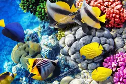 عکس با کیفیت آسمان مجازی آکواریوم ماهی های کف اقیانوس در حال خوردن مرجان و جلبک ها