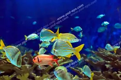 عکس با کیفیت آسمان مجازی آکواریوم با ماهی های زیبا و رنگارنگ کف اقیانوس یا دریا