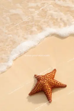عکس با کیفیت ساحل زیبای ماسه ای با ستاره دریایی بر روی ماسه ها مناسب آسمان مجازی آکواریوم