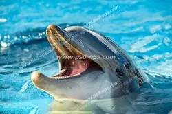 عکس با کیفیت نمای نزدیک از خنده دلفین کوچک بر روی سطح آب مناسب آسمان مجازی آکواریوم