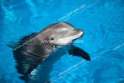 عکس با کیفیت دلفین بیرون آمده از آب در دریا مناسب آسمان مجازی آکواریوم