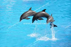 عکس با کیفیت پرش بچه دلفین کوچک در کنار دو دلفین دیگر بر روی سطح آب مناسب آسمان مجازی آکواریوم