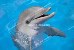 عکس با کیفیت نمای نزدیک از بچه دلفین کوچک بر روی سطح آب مناسب آسمان مجازی آکواریوم