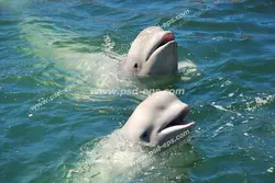 عکس با کیفیت شنای دو دلفین کوچک یا بچه دلفین بر روی سطح آب مناسب آسمان مجازی آکواریوم