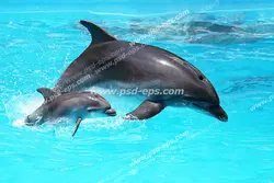 عکس با کیفیت دلفین کوچک در کنار دلفین مادر و در حال پرش بر روی سطح آب مناسب آسمان مجازی آکواریوم