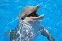 عکس با کیفیت دلفین آموزش دیده در حال شنا بر روی سطح آب مناسب آسمان مجازی آکواریوم