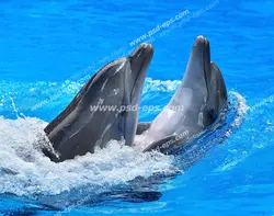 عکس با کیفیت دو دلفین آموزش دیده در حال شنا در کنار هم درون آب مناسب آسمان مجازی آکواریوم