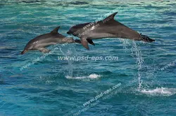 عکس با کیفیت دو دلفین در حال شیرجه زدن در آب دریا مناسب آسمان مجازی آکواریوم