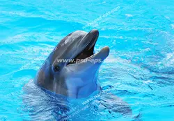 عکس با کیفیت دلفین آموزش دیده در حال شنا بر روی آب مناسب آسمان مجازی آکواریوم