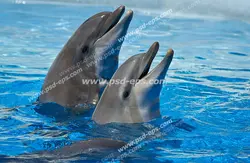 عکس با کیفیت آسمان مجازی آکواریوم دو دلفین آموزش دیده در آب و در حال شنا بر روی آب